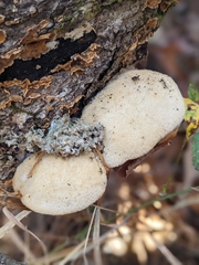 Pseudospongipellis unicolor