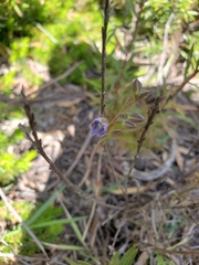 Thelymitra pauciflora