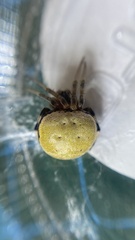 Araneus thaddeus