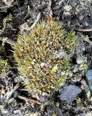 Pleuridium subulatum