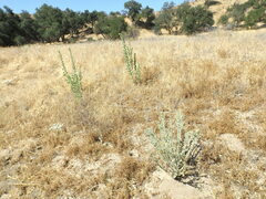 Heterotheca grandiflora