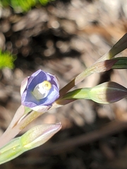 Thelymitra pauciflora