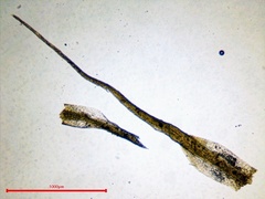 Pleuridium subulatum
