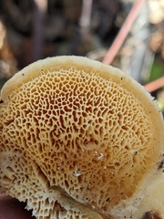 Pseudospongipellis unicolor