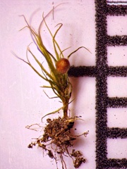 Pleuridium subulatum