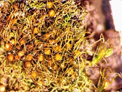 Pleuridium subulatum