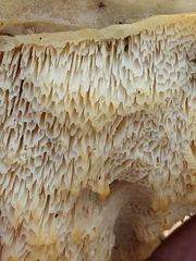 Pseudospongipellis unicolor