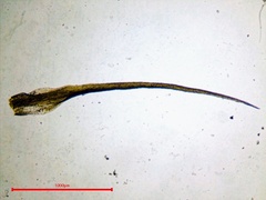 Pleuridium subulatum
