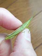 Atractomorpha lata