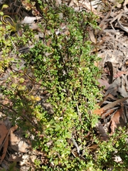 Xanthosia stellata