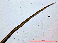 Pleuridium subulatum