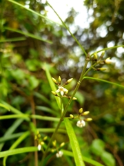 Parsonsia capsularis