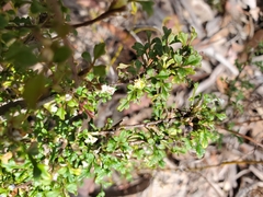 Xanthosia stellata