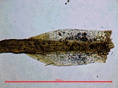 Pleuridium subulatum