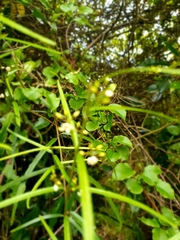 Parsonsia capsularis