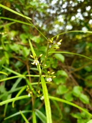 Parsonsia capsularis