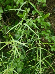 Parsonsia capsularis