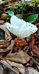 Morpho polyphemus polyphemus