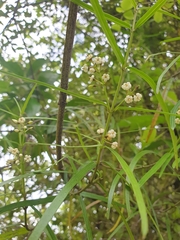 Parsonsia capsularis