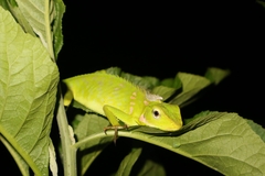 Bronchocela jubata