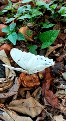 Morpho polyphemus polyphemus