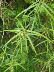 Parsonsia capsularis