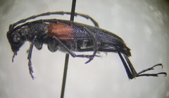 Stictoleptura canadensis