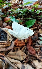 Morpho polyphemus polyphemus