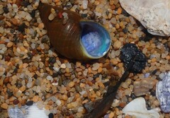 Phasianotrochus eximius