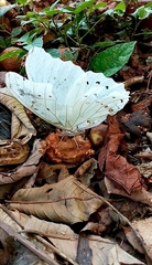 Morpho polyphemus polyphemus