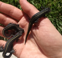 Triturus carnifex