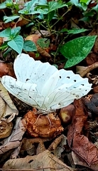 Morpho polyphemus polyphemus