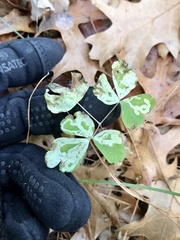 Phytomyza minuscula group