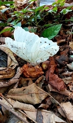 Morpho polyphemus polyphemus