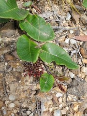 Grevillea laurifolia