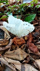 Morpho polyphemus polyphemus