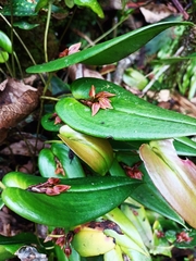 Pleurothallis matudana