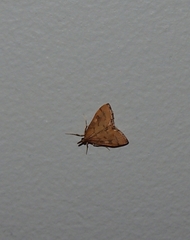 Mnesictena flavidalis
