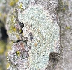 Lecanora strobilina