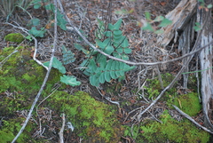 Pellaea atropurpurea