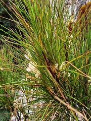 Dracophyllum longifolium