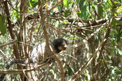 Callithrix penicillata