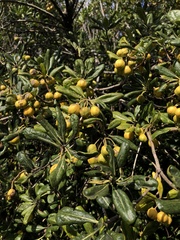 Pittosporum tobira