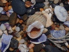 Nassarius conoidalis