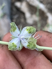 Frasera albomarginata