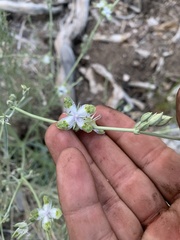 Frasera albomarginata