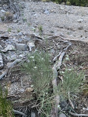 Frasera albomarginata