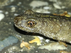Triturus carnifex