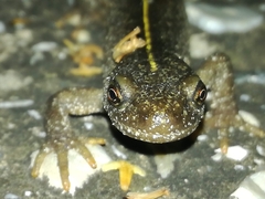 Triturus carnifex