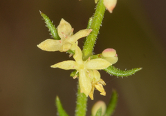 Galium gaudichaudii